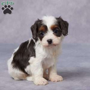 Paris, Cavapoo Puppy